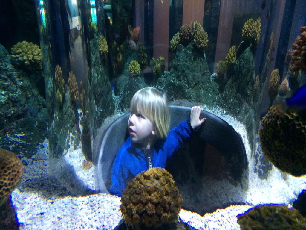 Inuti akvariet. på Atlantis
